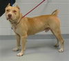 adoptable Dog in Saint Cloud, FL named RHAPSODY