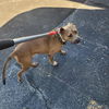 adoptable Dog in  named SUKI