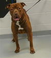 adoptable Dog in Saint Cloud, FL named STICK
