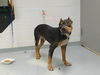 adoptable Dog in Saint Cloud, FL named TIRE TREAD