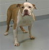 adoptable Dog in  named APACHE