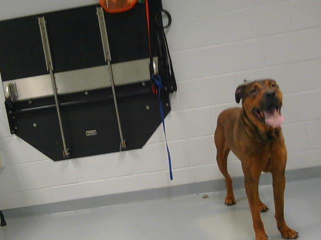 adoptable Dog in Saint Cloud, FL named TEX