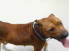 adoptable Dog in  named STARLIGHT