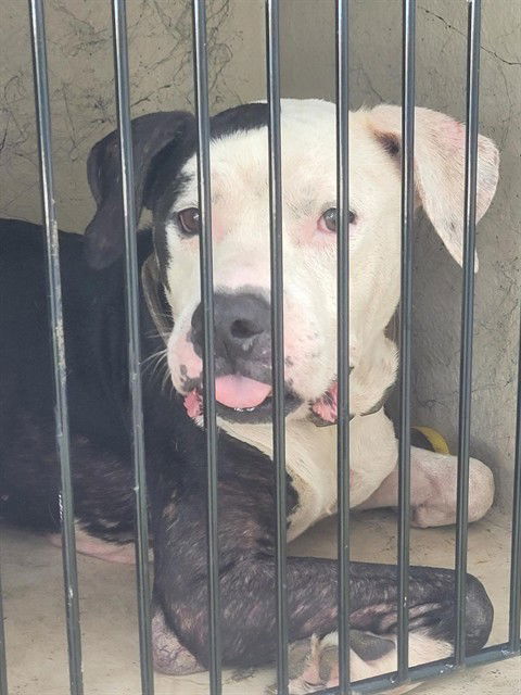 adoptable Dog in Saint Cloud, FL named DOMINO