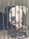 adoptable Dog in Saint Cloud, FL named DOMINO