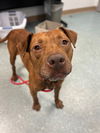 adoptable Dog in Saint Cloud, FL named OCTOPUS