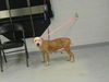 adoptable Dog in Saint Cloud, FL named CORAL