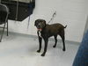 adoptable Dog in Saint Cloud, FL named RADIO