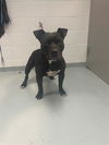 adoptable Dog in  named HARRY