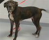 adoptable Dog in Saint Cloud, FL named OLA