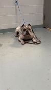 adoptable Dog in  named PESO