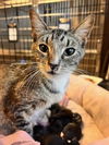 adoptable Cat in Saint Cloud, FL named ROBIN