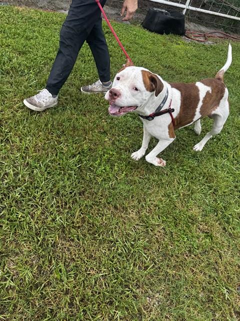 adoptable Dog in Saint Cloud, FL named RUGER