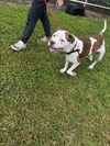 adoptable Dog in Saint Cloud, FL named RUGER