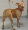 adoptable Dog in Saint Cloud, FL named PROUD MARY
