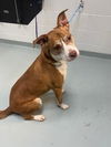 adoptable Dog in  named BELLE