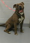 adoptable Dog in Saint Cloud, FL named ROCKO