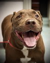 adoptable Dog in Saint Cloud, FL named SUPERSIZE