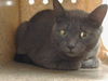 adoptable Cat in Saint Cloud, FL named PICKLE