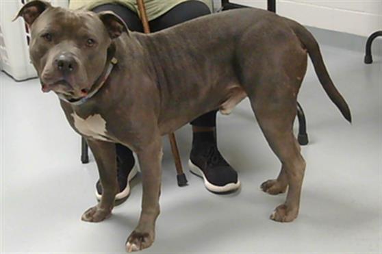 adoptable Dog in Saint Cloud, FL named ACE
