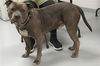 adoptable Dog in  named ACE