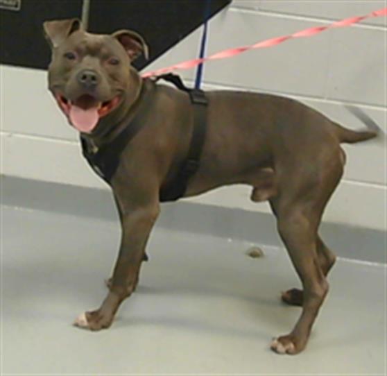 adoptable Dog in Saint Cloud, FL named JUJU