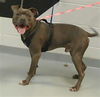 adoptable Dog in  named JUJU