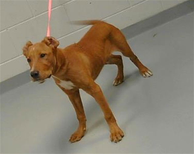 adoptable Dog in Saint Cloud, FL named CHOPS