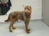 adoptable Dog in  named BENNY