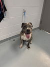 adoptable Dog in  named LATTE