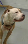 adoptable Dog in  named GUCCI
