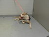 adoptable Dog in  named GOLFCART