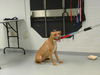 adoptable Dog in  named BRIE