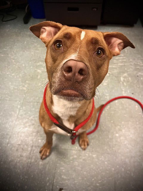 adoptable Dog in Saint Cloud, FL named BRIE
