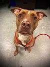 adoptable Dog in  named BRIE
