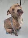 adoptable Dog in  named COOKIES