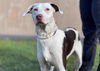 adoptable Dog in  named JERRY