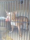 adoptable Dog in  named LEXINGTON