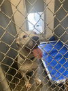 adoptable Dog in  named ROCKY