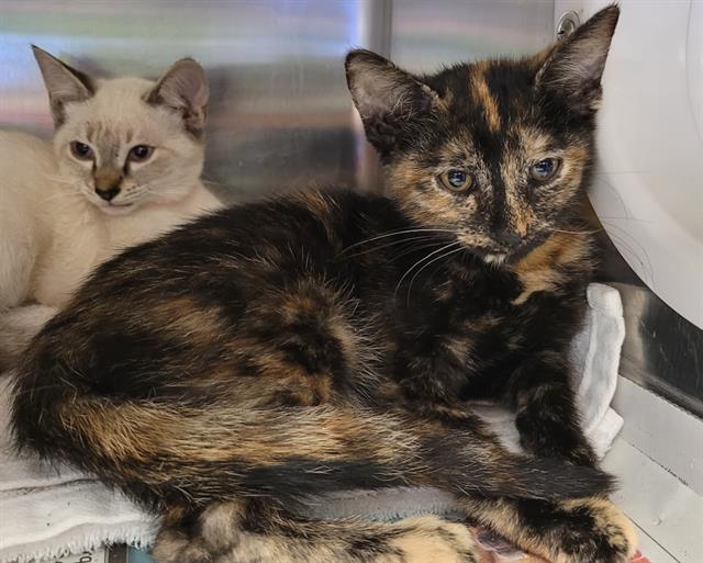 adoptable Cat in Saint Cloud, FL named LILO