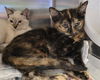 adoptable Cat in  named LILO