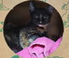 adoptable Cat in  named MANGO