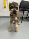 adoptable Dog in  named AUSTIN