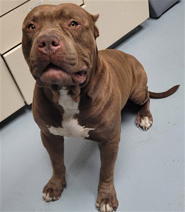 NINO, an adoptable Pit Bull Terrier in St. Cloud, FL