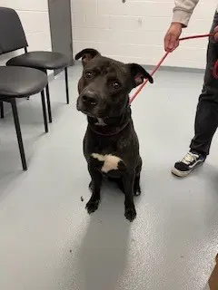 Casper - Pit Bull Terrier