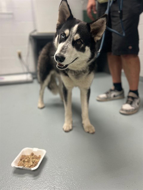 STREAK, an adoptable Siberian Husky in St. Cloud, FL