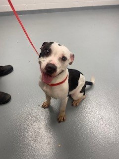 JERSEY, an adoptable Pit Bull Terrier in St. Cloud, FL