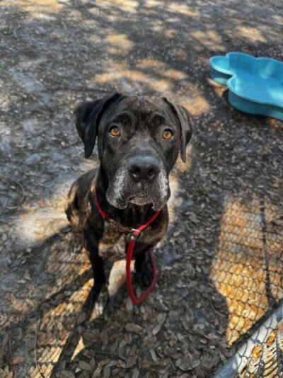 BUNNY, an adoptable Cane Corso Mastiff in St. Cloud, FL