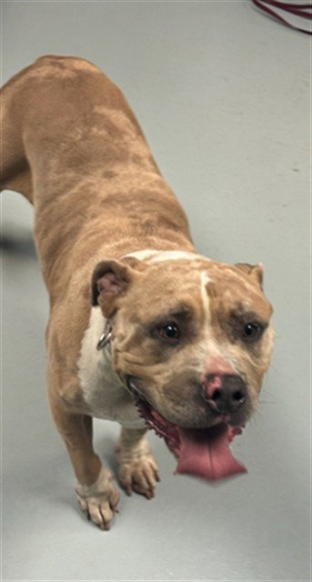 ETHEL, an adoptable Pit Bull Terrier in St. Cloud, FL