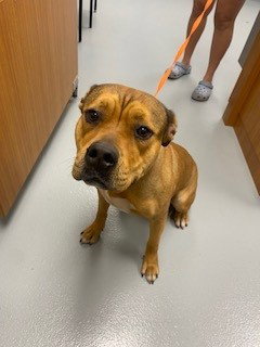 JURY, an adoptable Pit Bull Terrier in St. Cloud, FL